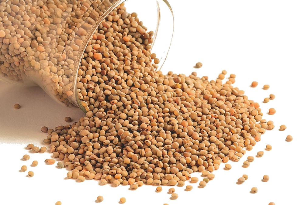 OPINION: As drought hits, Zimbabweans are going hungry