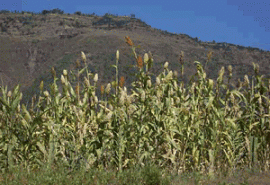 Sorghum June Grain of the Month