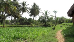 millets03