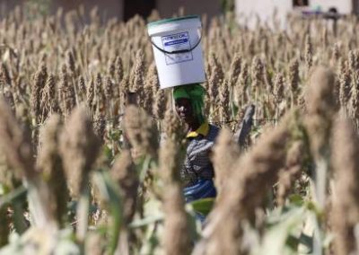 From seeds to markets, maize alternatives face challenges in Zimbabwe