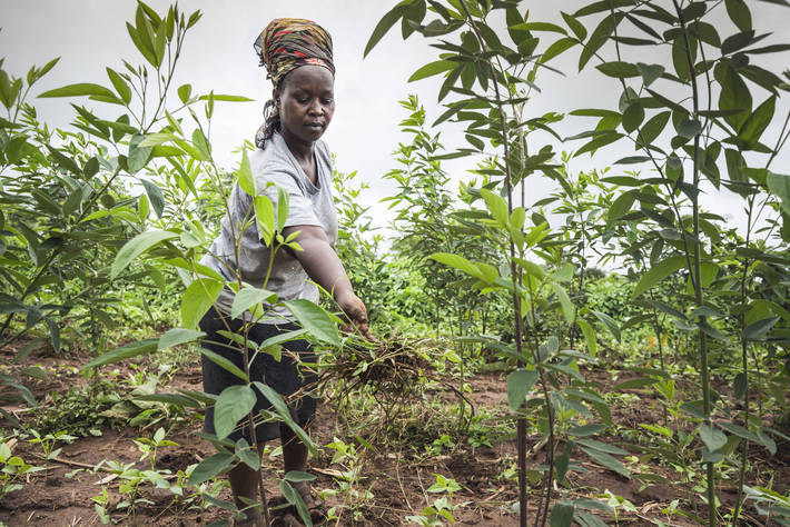 Integrating the efforts of Climate change adaptation with nutrition and food systems is the way forward to achieve food security and nutrition goals: UN Report