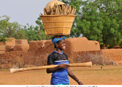 From Childhood Staple to Nutrition Hero: IFPRI’s Ousmane Badiane Discusses Pearl Millet