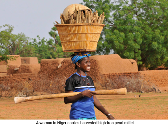 From Childhood Staple to Nutrition Hero: IFPRI’s Ousmane Badiane Discusses Pearl Millet