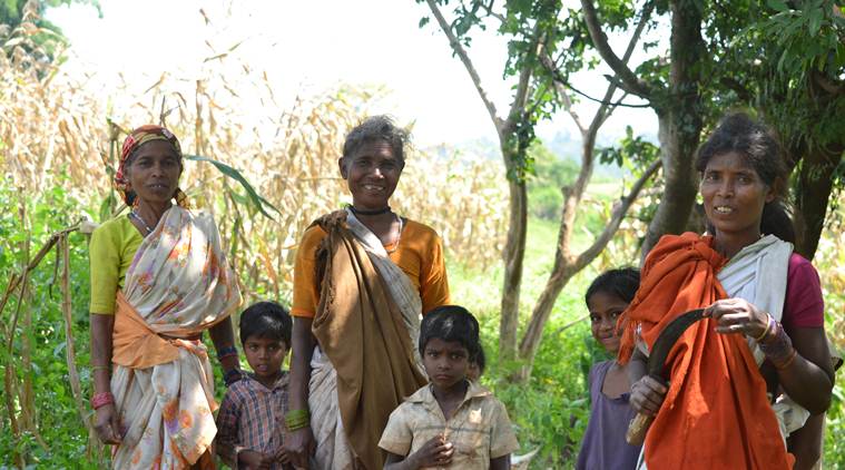 Thousands of women in Dindori have taken up the task of reviving the cultivation of nutrient-rich kodo and kutki, thereby marking a noticeable shift from subsistence production to commercial agriculture in this tribal belt home to indigenous groups like Baiga and Gond. (Express Photo by Sajin Saju)