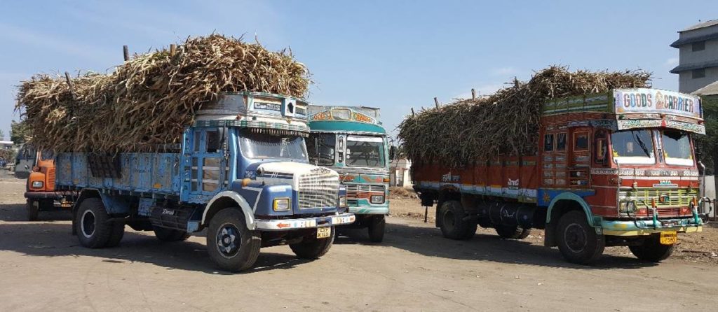 Sweet sorghum stalks being transported to sugar mills. Photo: Ashok Kumar