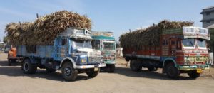 Sweet sorghum stalks being transported to sugar mills. Photo: Ashok Kumar