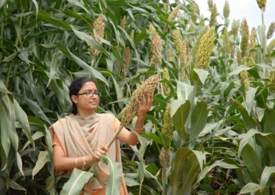 Sweet sorghum a double sugar-hit for Indian farmers