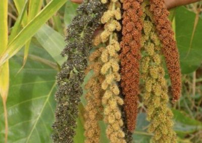 Millets, The ‘Nutri-Cereals’ That Could Give Fillip to Mission Nutrition