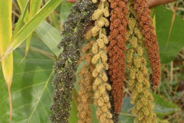 Millets, The ‘Nutri-Cereals’ That Could Give Fillip to Mission Nutrition