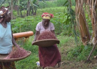 Health-Boosting, Climate-Smart Crops Can Help Address Micronutrient Gaps