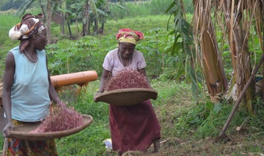 Health-Boosting, Climate-Smart Crops Can Help Address Micronutrient Gaps