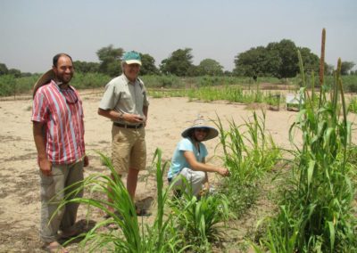 How one tough shrub could help fight hunger in Africa
