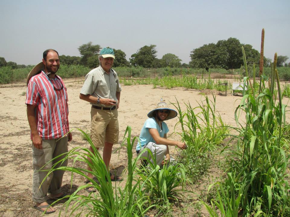 How one tough shrub could help fight hunger in Africa