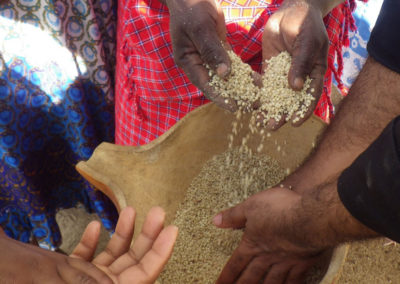 Sorghum – a new hope in dry times