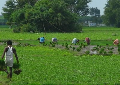 Drought Effect: Karnataka Likely to See 26% Slump in Food Production