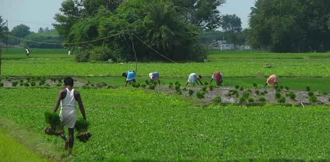 Drought Effect: Karnataka Likely to See 26% Slump in Food Production