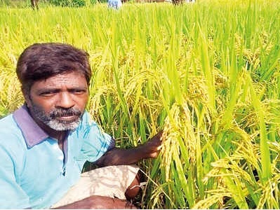 Research identifying crops resilient to climate change