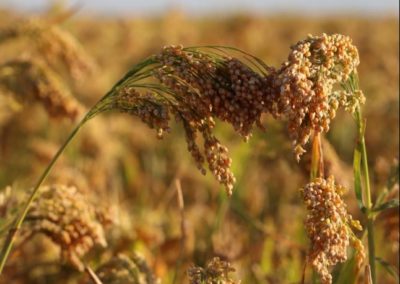 Millet producers discuss future goals