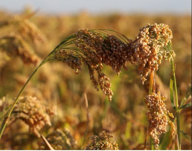 Millet producers discuss future goals