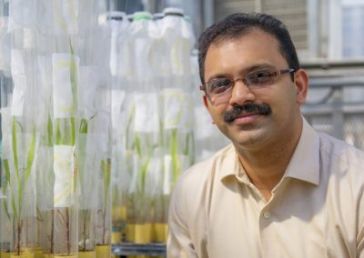 Study of sorghum-munching aphids earns NSF award