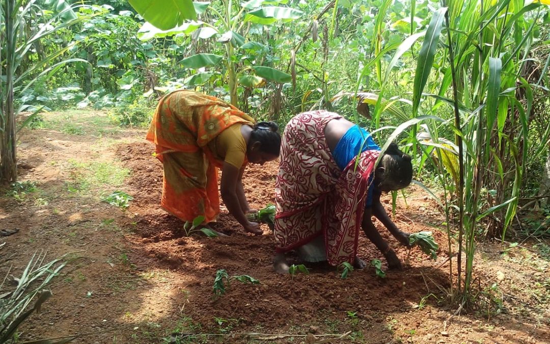 52-YO TN Woman’s Revolution Gives Women Farmers Millets to Battle Climate Change!