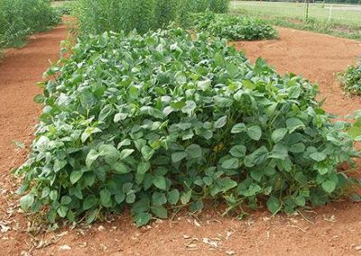 Cover crops that take the heat