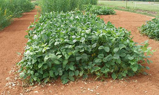 Cover crops that take the heat