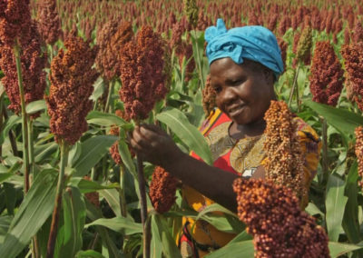 MILLETS AND SORGHUM: FORGOTTEN FOODS FOR THE FUTURE