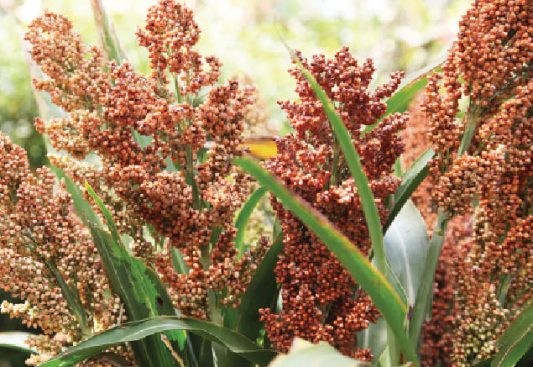 400,000 farmers to go into sorghum production this year