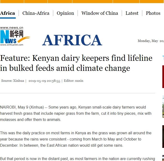 Kenyan dairy keepers find lifeline in bulked feeds amid climate change