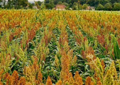 Boosting nutrients in crops to beat ‘hidden hunger’ of poor diet