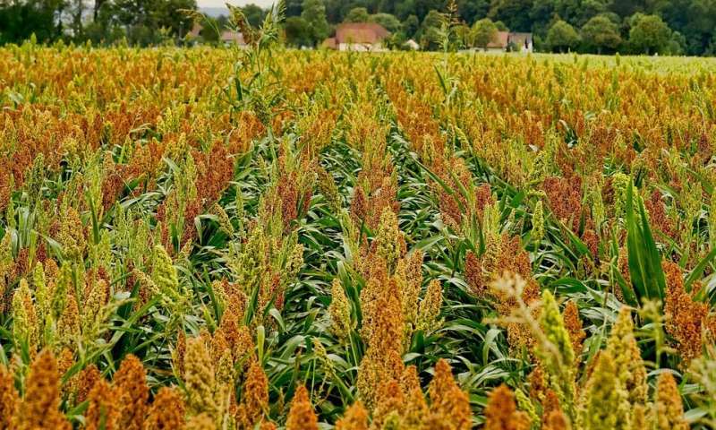 Boosting nutrients in crops to beat ‘hidden hunger’ of poor diet