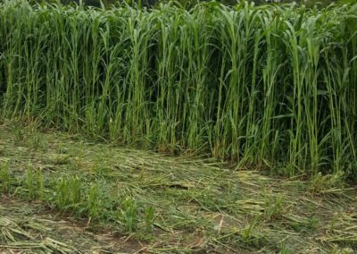 Weathering the weather—options for haying, grazing and silage