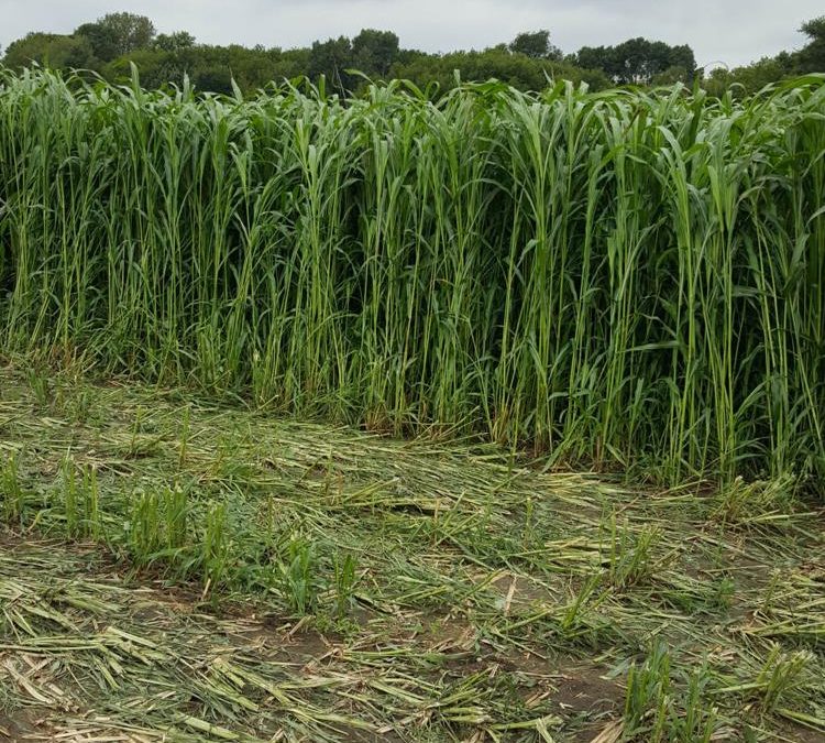 Weathering the weather—options for haying, grazing and silage