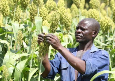 Long rains improve outlook for sorghum farmers, KBL factory