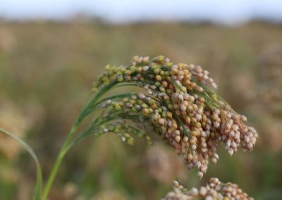 Proso MIllet’s fan Club includes researchers, growers
