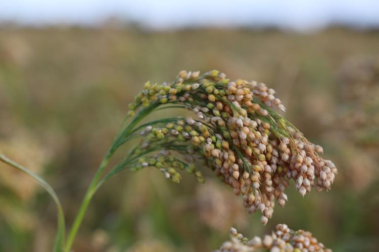 Proso MIllet’s fan Club includes researchers, growers