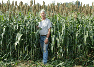 Save money by trying sorghum instead of corn silage