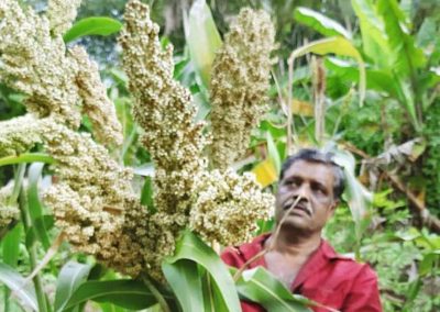 Nanniyode hops on to millet bandwagon