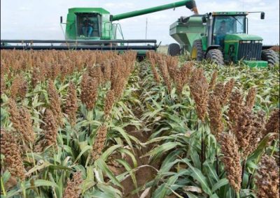 New developments could boost sorghum acres