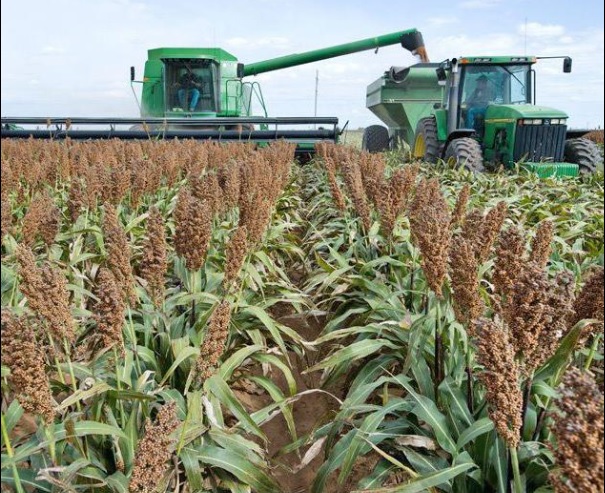 New developments could boost sorghum acres