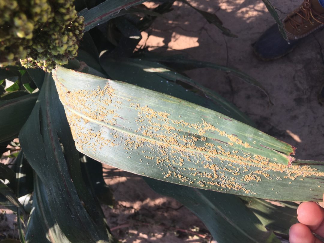 AgriLife Research looks at gene expressions in sugarcane aphid-resistant sorghum