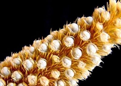 Benefits of eating Pearl Millets