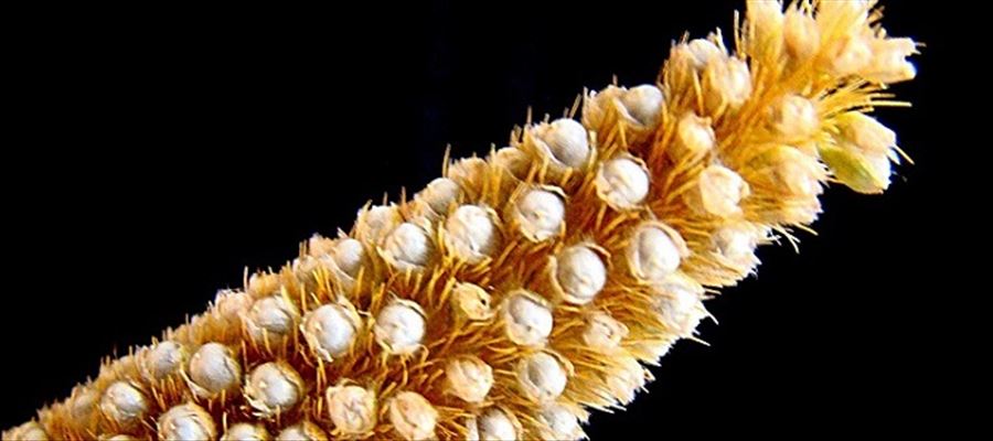Benefits of eating Pearl Millets