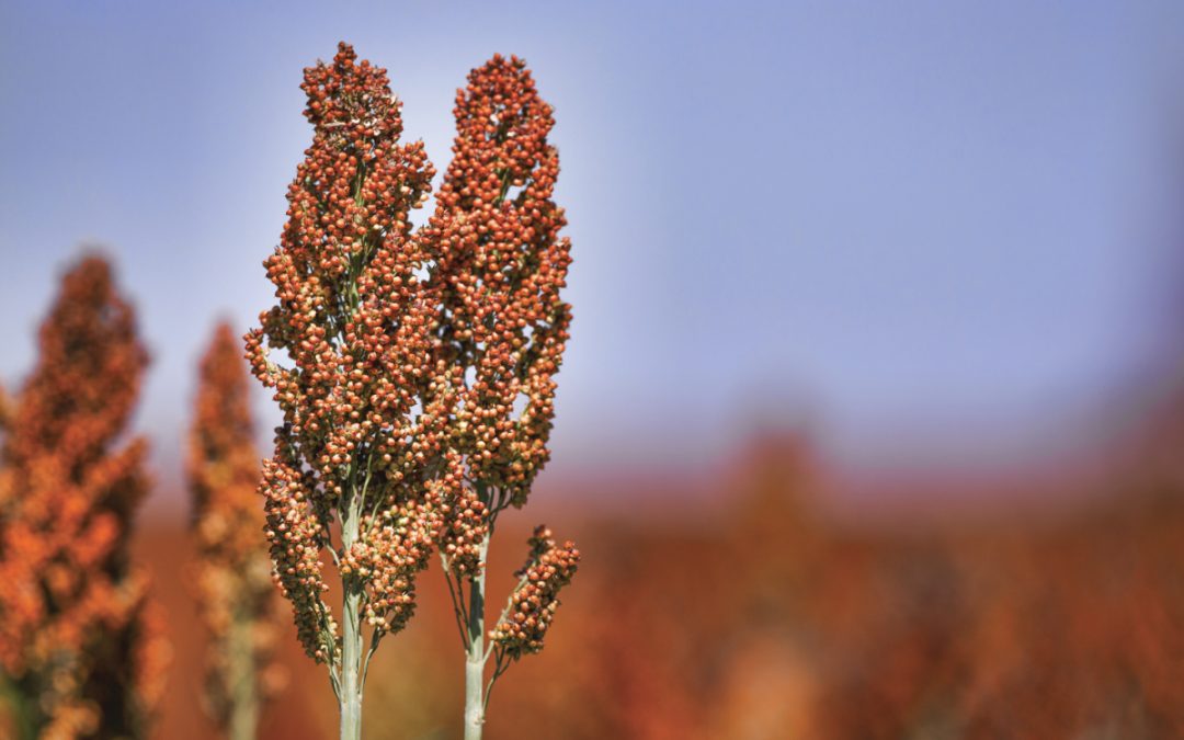 South Africa’s sorghum area up from record low