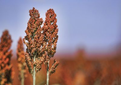 South Africa’s sorghum area up from record low