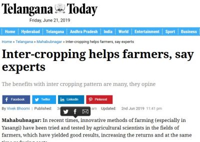 Inter-cropping helps farmers, say experts