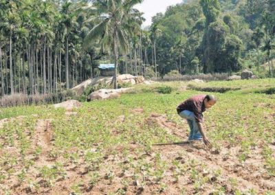 Tribals in Chinnar on a mission to return to farming roots