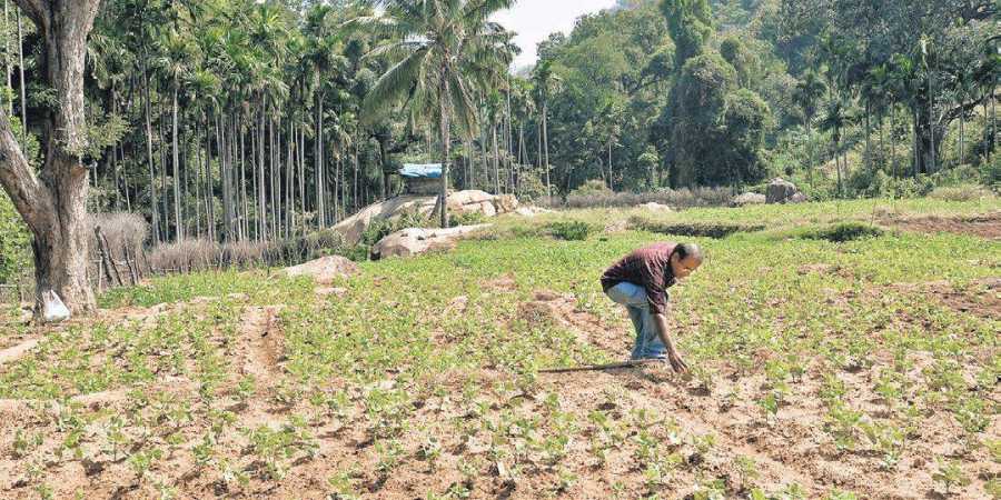 Tribals in Chinnar on a mission to return to farming roots