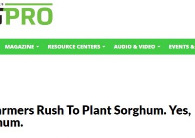 MI Farmers Rush To Plant Sorghum. Yes, Sorghum.